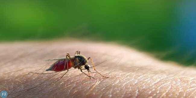Malaria treatment in Hindi Malaria treatment in Hindi
