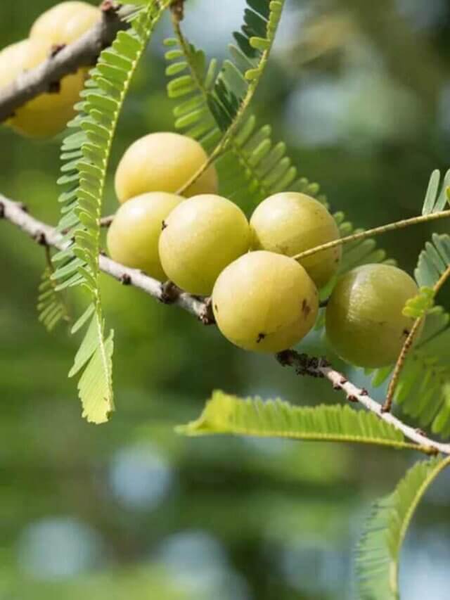 Amla benefits आंवला एक बहुत गुणकारी फल है जो हमारे स्वास्थ्य के लिए कई फायदे प्रदान करता है। यहां आंवला के 10 मुख्य फायदे हैं
