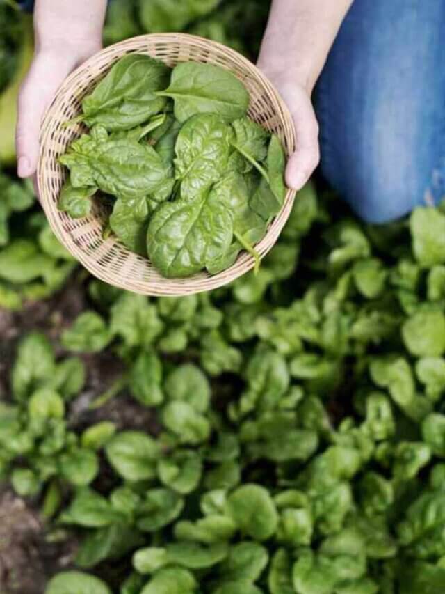 Palak (spinach) – पालक के खाने से सौंदर्य और शरीर में स्वास्थय लाभ